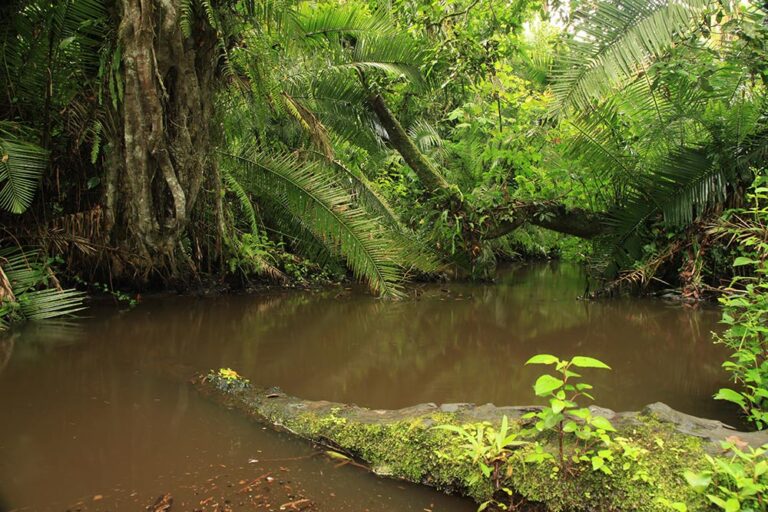 Tracking in Borneo