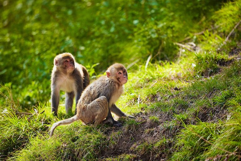How rhesus macaques thrived after Hurricane Maria