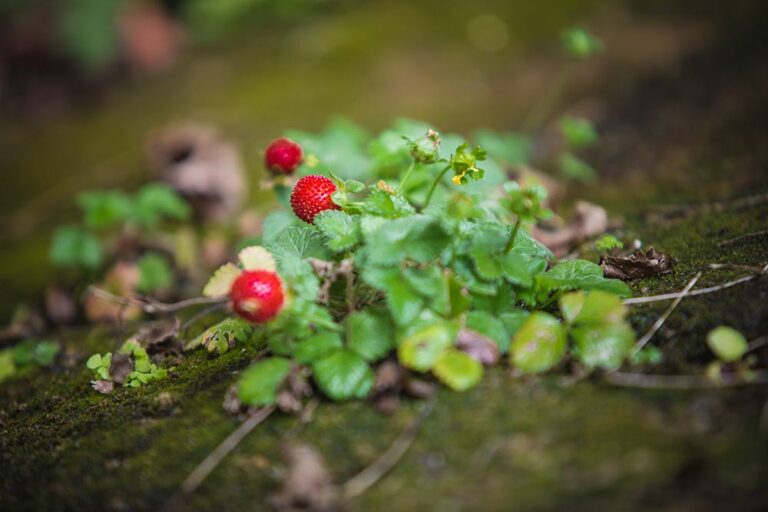 Foraging Guide And Toolkit