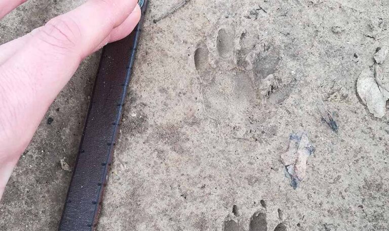 Beginners Guide To Animal Tracking