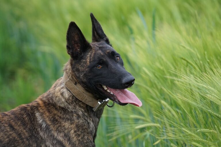 K9 in Tracking: a real aid to Trackers?