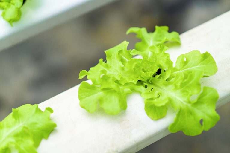 Guide To Home-Grown Food Options Using Hydroponics